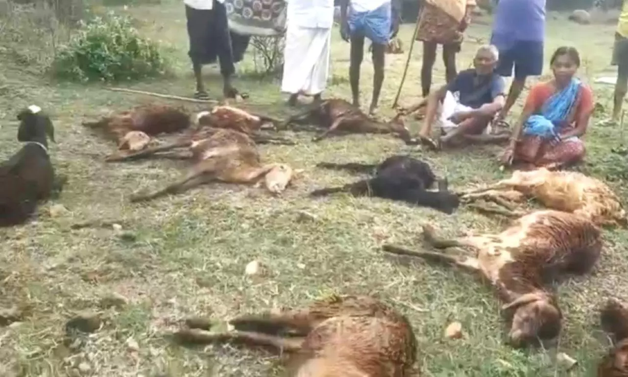 5 killed, Livestock Perish Due To Cyclone Montha In Warangal