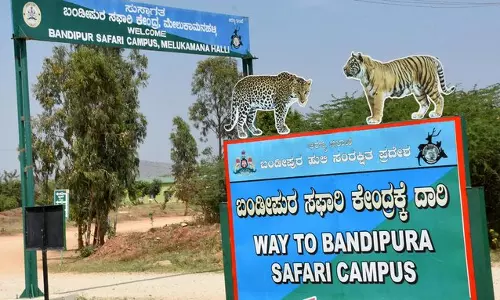 Safari Trip Cut Short in Bandipur, Nagarahole; Forest Officials Question Move Safari Trip Cut Short in Bandipur, Nagarahole; Forest Officials Question Move