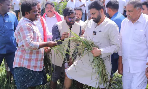 Montha: Crop Damage in 1.38 Lakh Hectares Across Andhra Pradesh, Says Deputy CM
