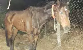 Horses Die Of Suspected Respiratory Infection At Hyderabad Race Club