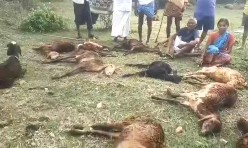 5 killed, Livestock Perish Due To Cyclone Montha In Warangal