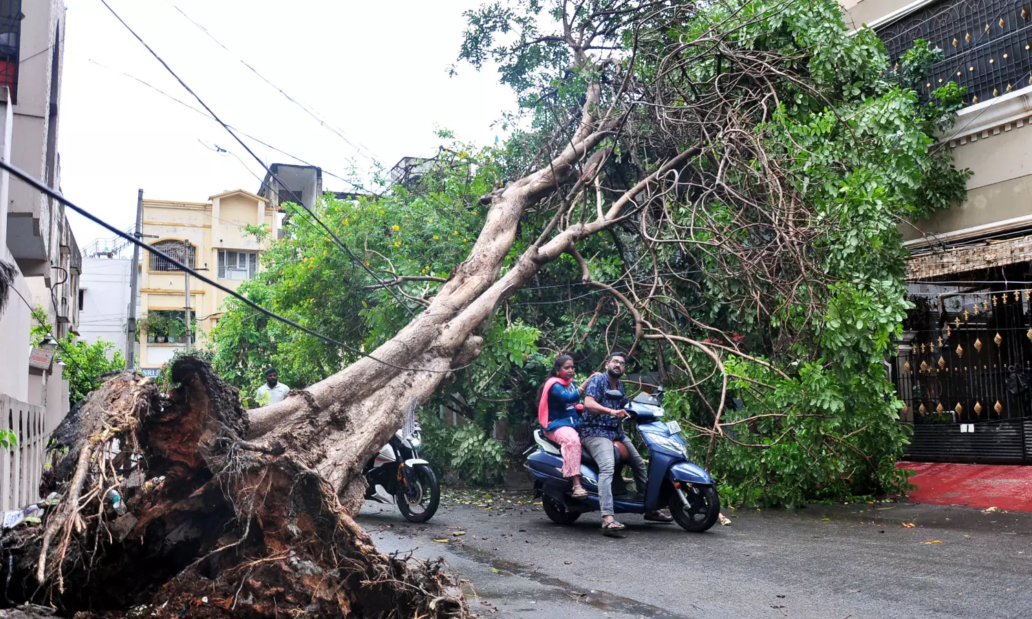 Cyclones, Including Latest Montha, Worsens Green Cover in North Andhra