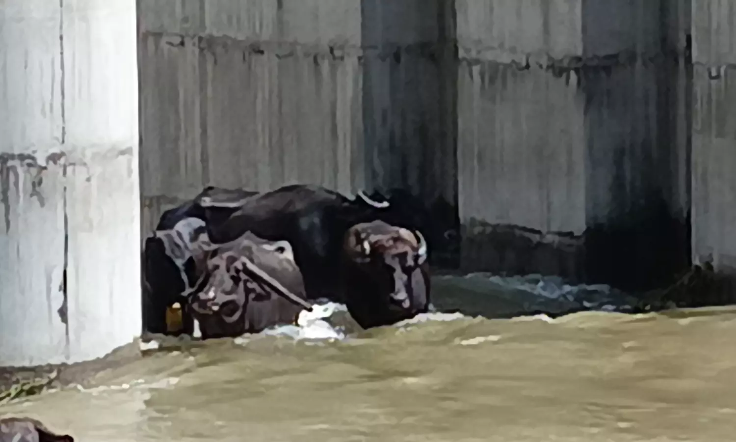 Floods Ease In Warangal, But Filth Remains