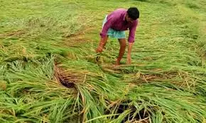 Tenant Farmers Worried About Relief They May Get After Cyclone Montha