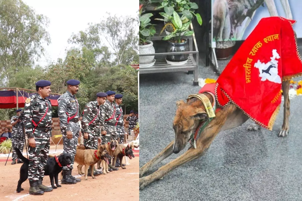 National Canine Bravery Awards To Celebrate Courageous Dogs At HyCan 2025
