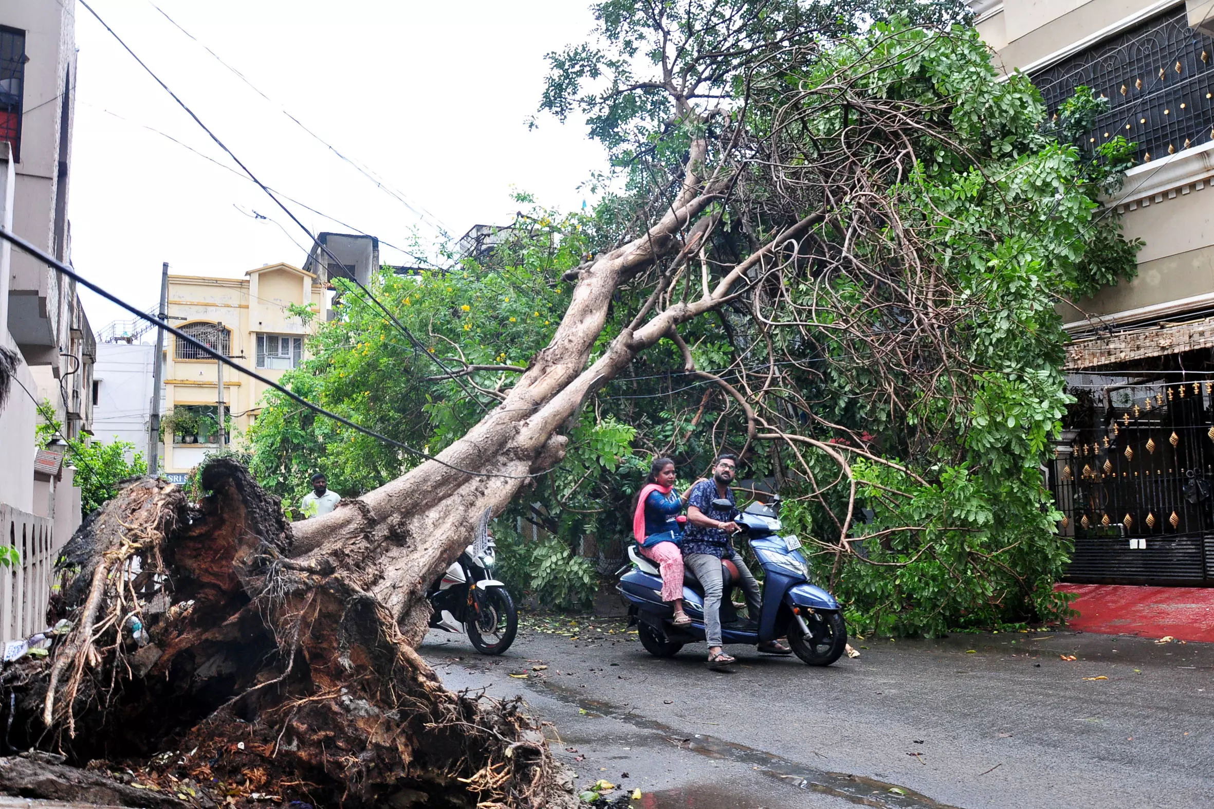 Cyclones, Including Latest Montha, Worsens Green Cover in North Andhra Cyclones, Including Latest Montha, Worsens Green Cover in North Andhra