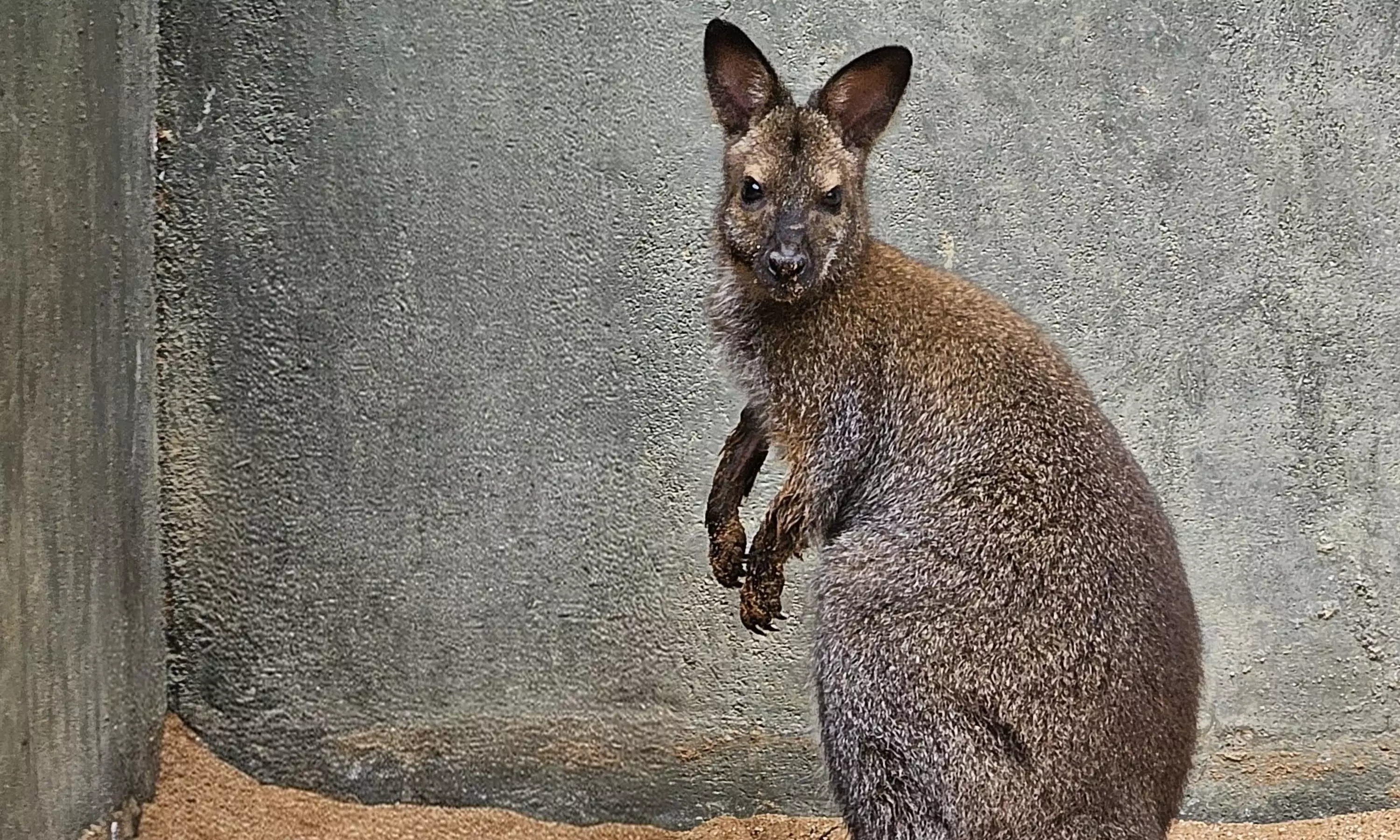 Wallaby Dies of Parasitic Infection at SV Zoo Park