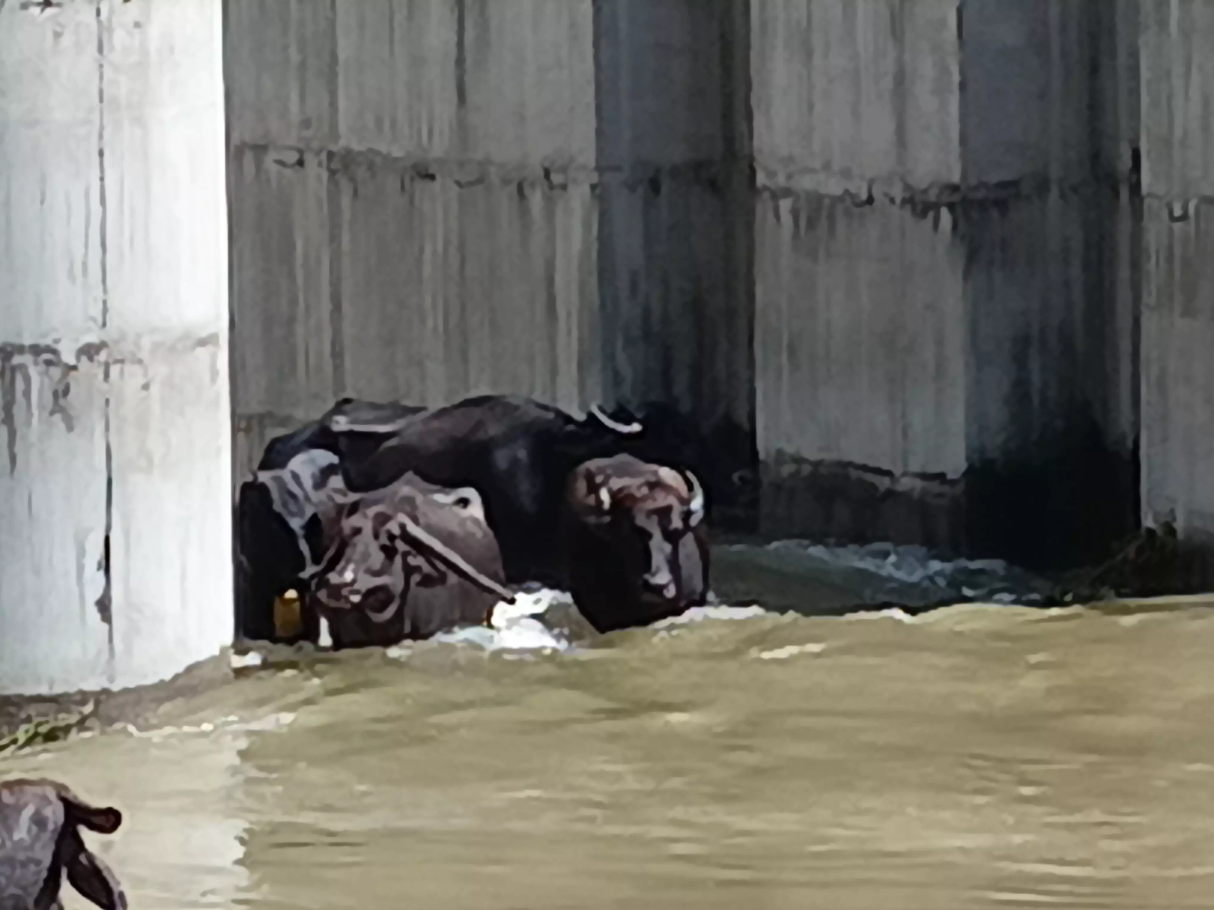 Floods Ease In Warangal, But Filth Remains Floods Ease In Warangal, But Filth Remains