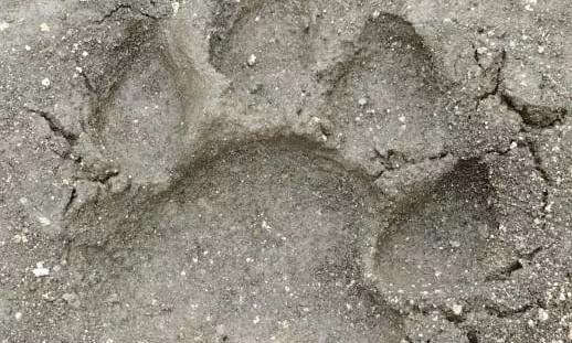 Mating Season Turns Risky For Migrating Tigers In Adilabad