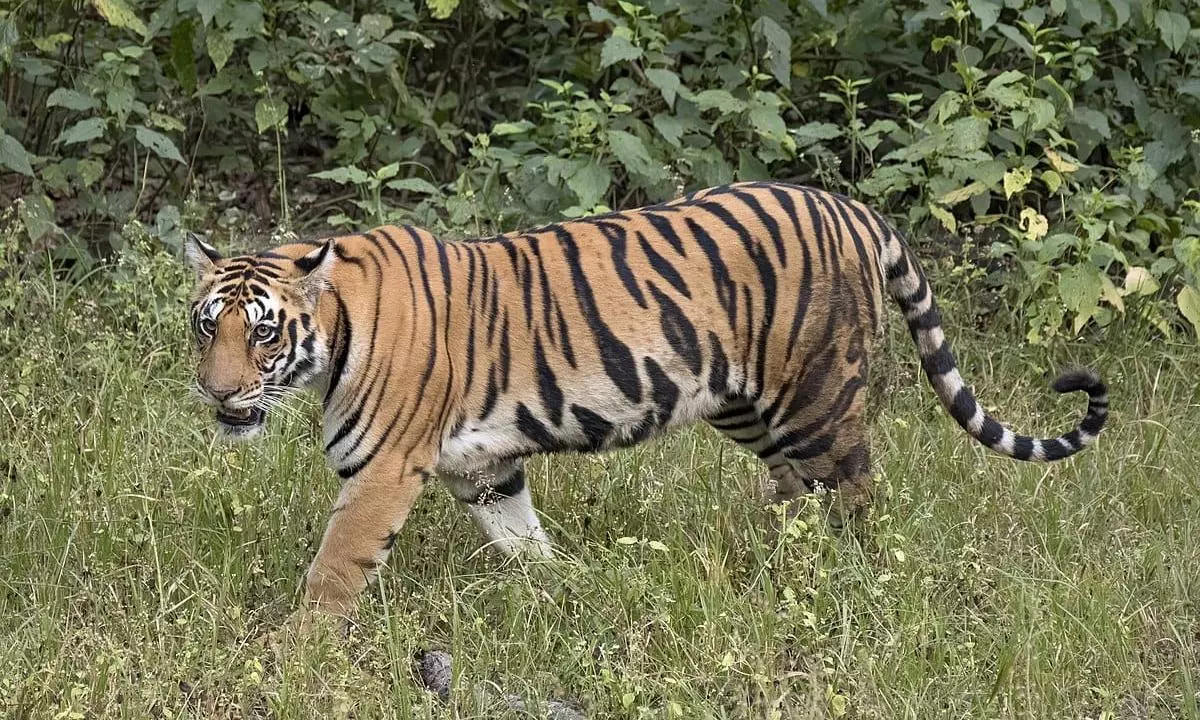 Mating Season Turns Risky For Migrating Tigers In Adilabad