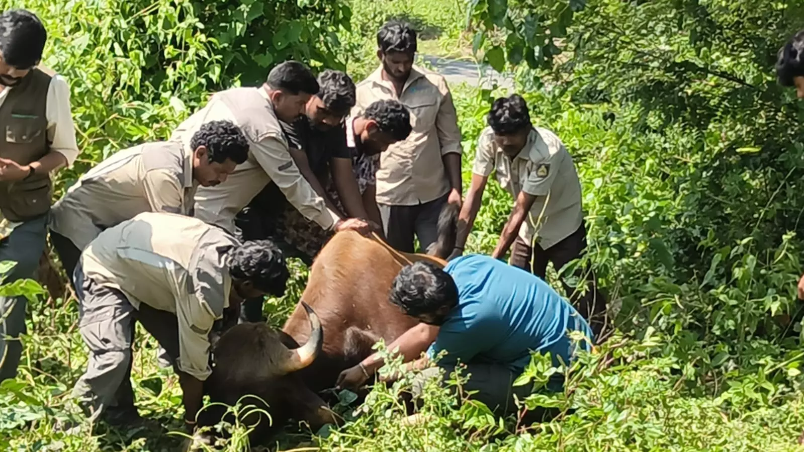 Indian Gaur Dies During Translocation to Hyderabad Zoo Indian Gaur Dies During Translocation to Hyderabad Zoo