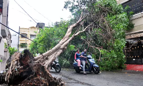 Cyclones, Including Latest Montha, Worsens Green Cover in North Andhra