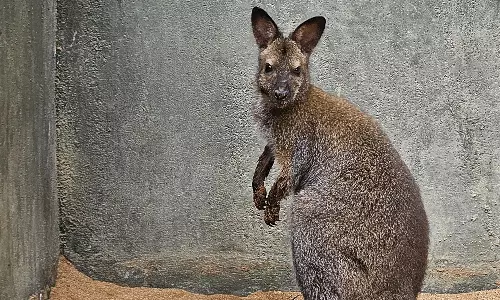 Wallaby Dies of Parasitic Infection at SV Zoo Park Wallaby Dies of Parasitic Infection at SV Zoo Park