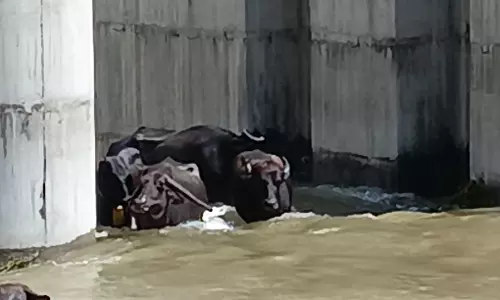 Floods Ease In Warangal, But Filth Remains