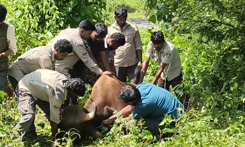 Indian Gaur Dies During Translocation to Hyderabad Zoo