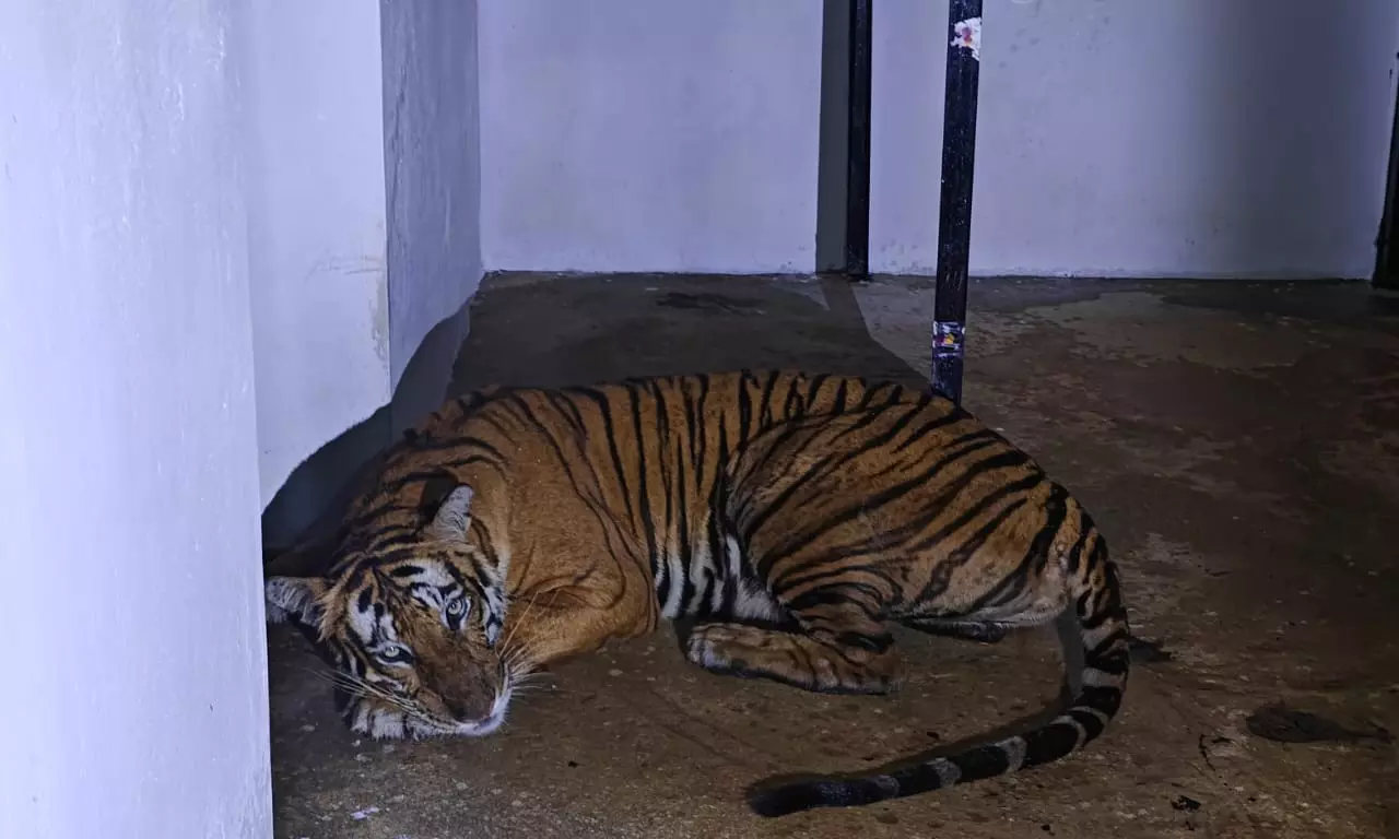 Villagers And Bandipur Tiger Reserve Are At Loggerheads Over Tiger Attacks In Mysuru