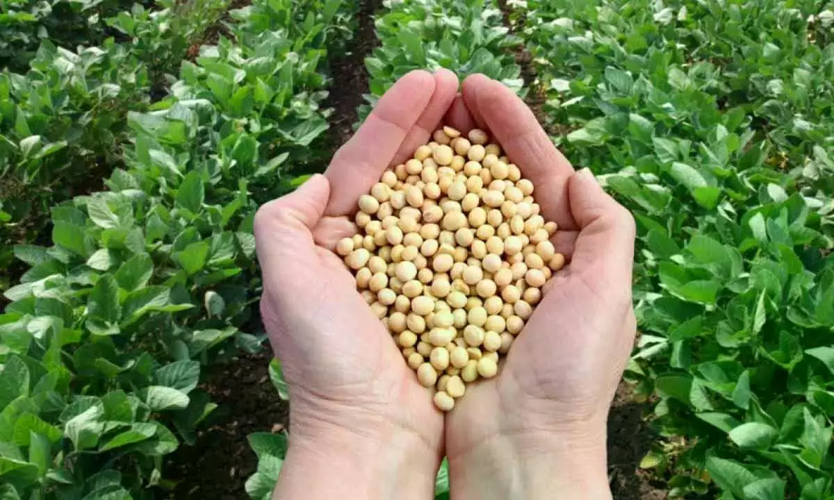 Two Women Hurt As Farmers Jostle For Soya Tokens