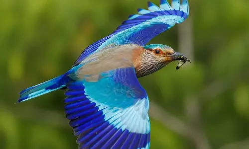 Telangana’s State Bird Faces Uncertain Future