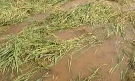 Cylcone Montha Fills 5 Major Reservoirs In Prakasam