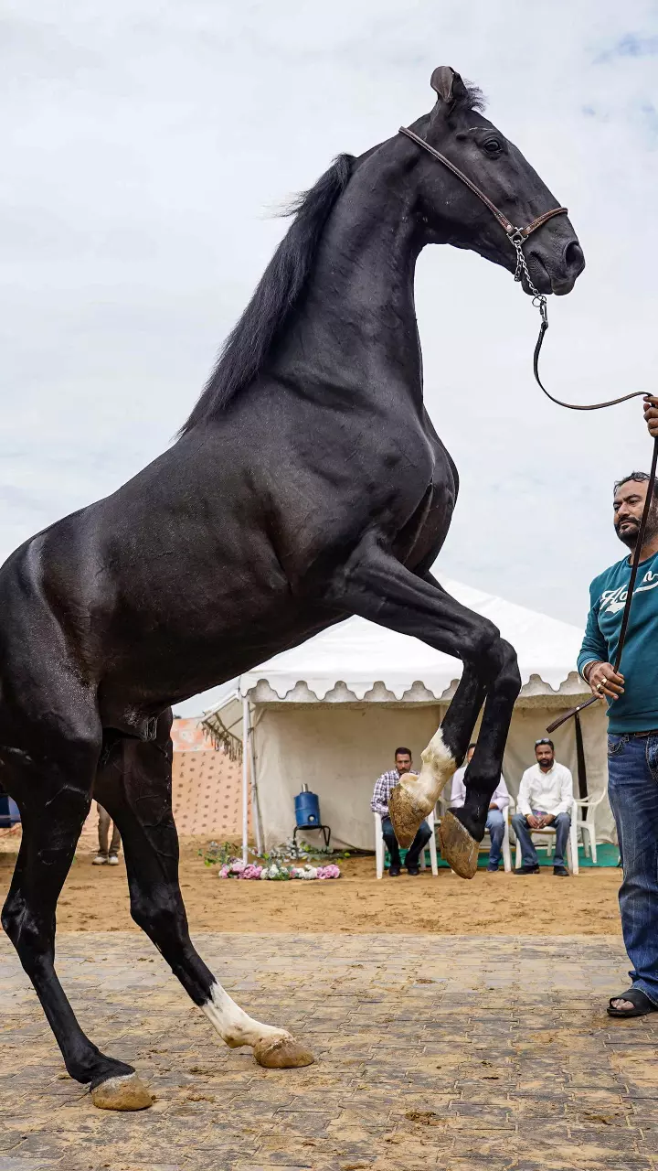 Animals Worth Crores Steal the Show at Pushkar Fair in Rajasthan