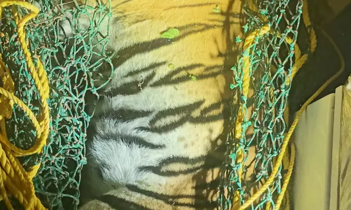 Tigers Move Closer to Mysuru as Prey Abundance Lures Them Out of Forests