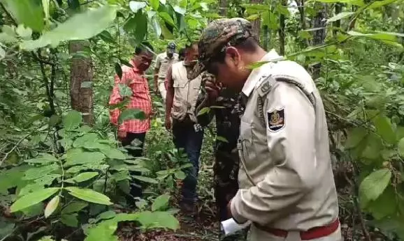 Tiger Pugmarks Spotted in Odisha’s Keonjhar Forests, Officials Step Up Monitoring