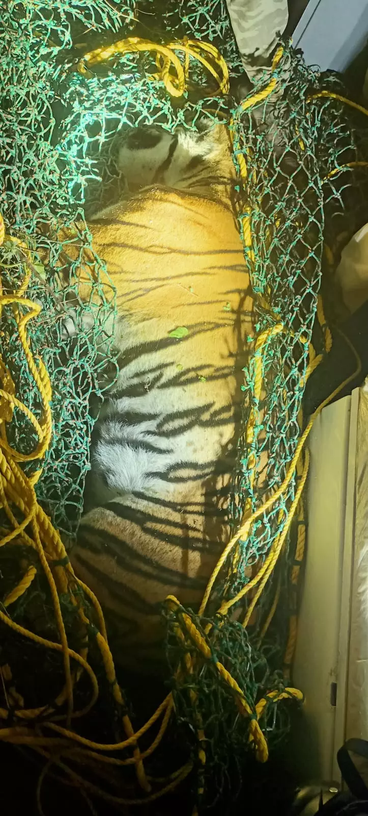 Tigers Move Closer to Mysuru as Prey Abundance Lures Them Out of Forests Tigers Move Closer to Mysuru as Prey Abundance Lures Them Out of Forests