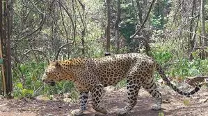 With Frequent Leopard Sightings, Forest Fringes In Tirupati Being Monitored 24X7