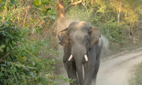 Elephant Kills Farmer in Kuppam, Pawan Orders Rs 10 Lakh Relief Elephant Kills Farmer in Kuppam, Pawan Orders Rs 10 Lakh Relief