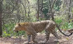With Frequent Leopard Sightings, Forest Fringes In Tirupati Being Monitored 24X7
