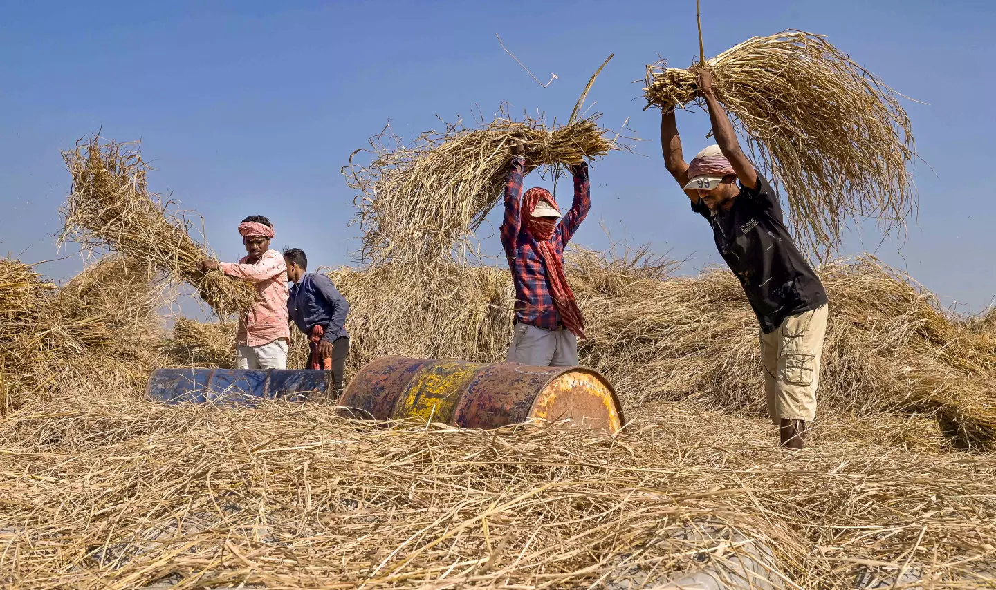 Odisha Hikes Paddy MSP by ₹69, Adds ₹800 Subsidy for Farmers Odisha Hikes Paddy MSP by ₹69, Adds ₹800 Subsidy for Farmers