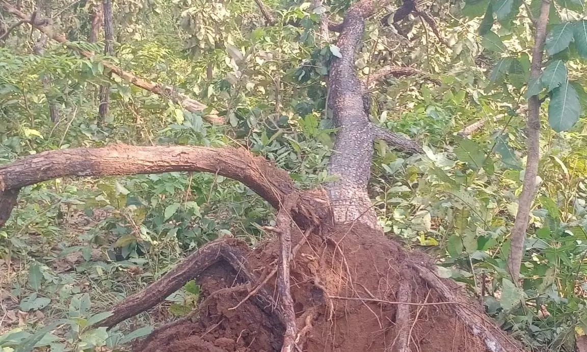 Waterspout Tears Through Bhupalpally Forest Waterspout Tears Through Bhupalpally Forest