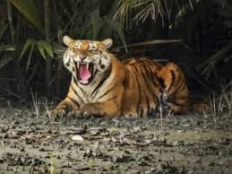 Forest Dept Expedites Wildlife Victim Compensation Payments