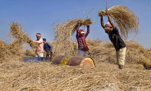 Odisha Hikes Paddy MSP by ₹69, Adds ₹800 Subsidy for Farmers