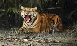 Compensation For Wildlife Victims To Be Paid Within A Week