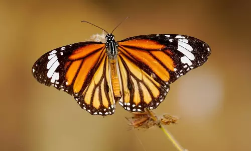 Butterfly, Moth Survey in Eturnagaram Sanctuary