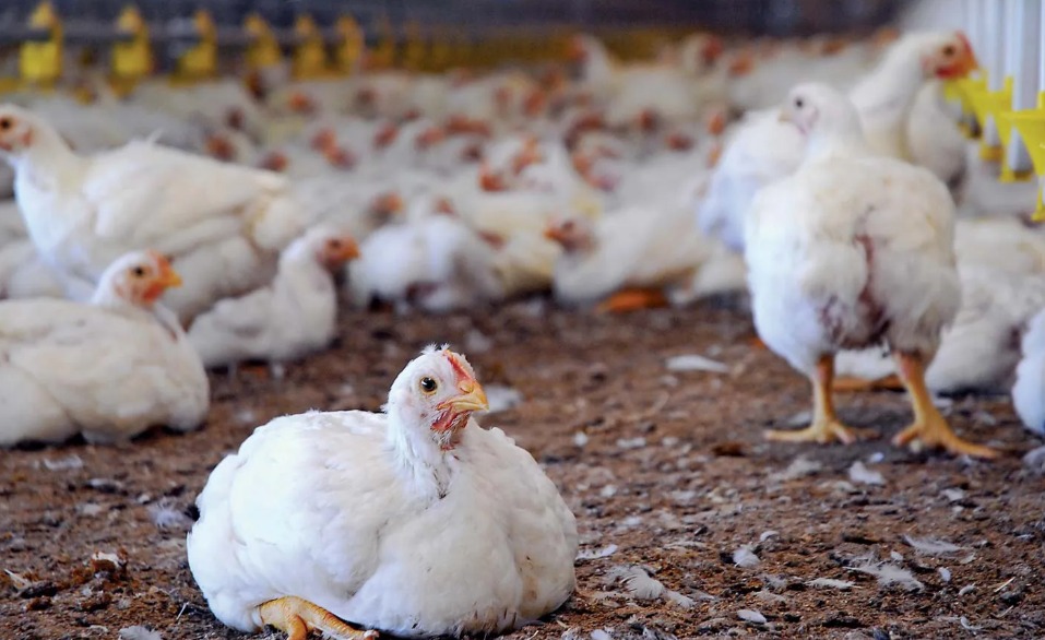 Cold Wave Kills Hundreds Of Chickens In Adilabad
