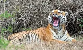 Jungle Safaris Suspended In Nagarahole And Bandipur Tiger Reserve