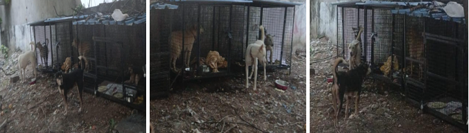 Hyderabad: 40 Dogs Abandoned After Carer's Death