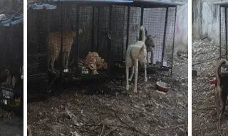 Hyderabad: 40 Dogs Abandoned After Carer Death Hyderabad: 40 Dogs Abandoned After Carer Death