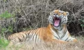 Bandipur, Nagarhole Ban Safaris After Tiger Kills Villager