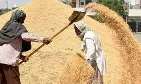 MP Alleges Fraud In All Stages Of Paddy Procurement