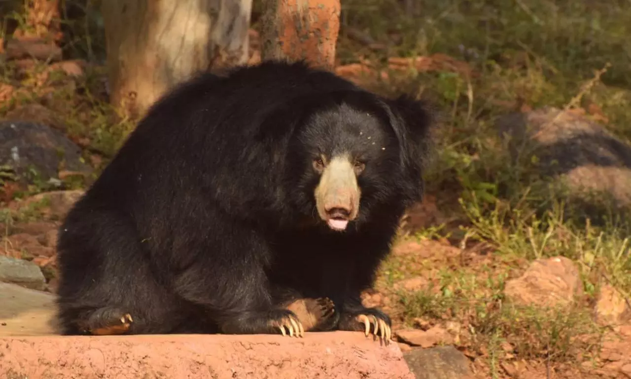 Pregnant Sloth Bear Dies of Septic Shock at Vizag Zoo