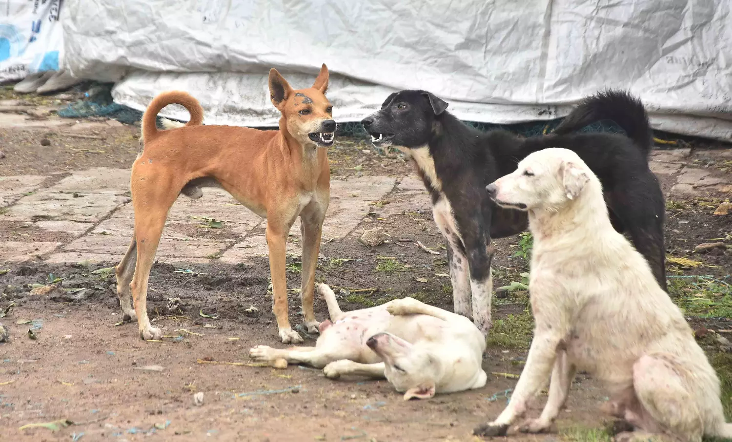 Animal Rights Activists Object to Relocating Stray Dogs From Their Places of Origin