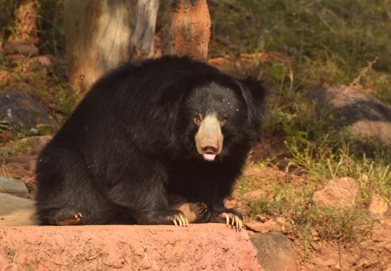 Pregnant Sloth Bear Dies of Septic Shock at Vizag Zoo
