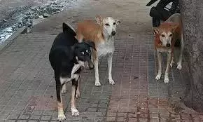 GHMC Begins Stray Dog Relocation After SC Order