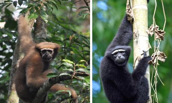 Study Decodes Gibbon Genome, Unlocking Clues to Human Evolution