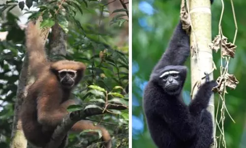 Study Decodes Gibbon Genome, Unlocking Clues to Human Evolution Study Decodes Gibbon Genome, Unlocking Clues to Human Evolution