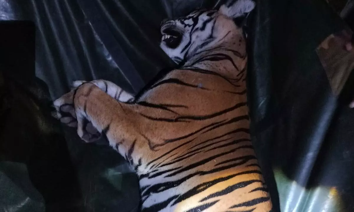 Tigress And Her 3 Cubs Captured In Bandipur Buffer Zone