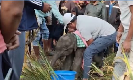 Rescued Elephant Calf Rejected by Herd in Odisha’s Angul